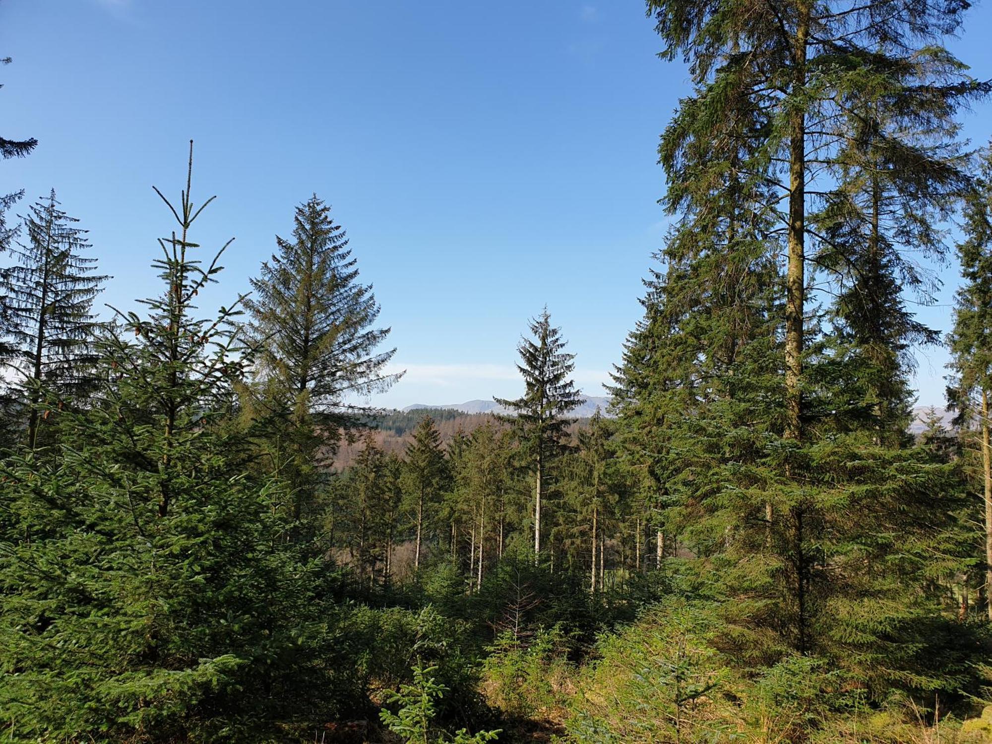 Newland Valley Log * Ulverston